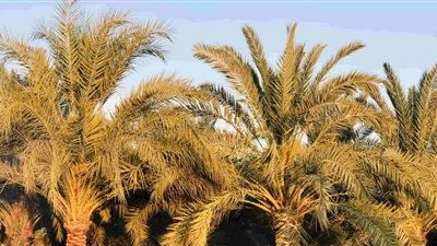 أهمية خف النخيل وتسميده.. أبرز التوصيات لمزارعي نخيل البلح