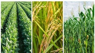 تهديد الأمن الغذائي رغم محاولات التكييف الزراعي.. دراسة تكشف أثر المناخ على المحاصيل الزراعية