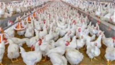 أسعار الفراخ اليوم الأحد 29 يونيو في بورصة الدواجن والأسواق