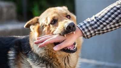 بعد واقعة طبيب بيطري الغربية..الخطوات التى يجب القيام بها بعد عضة الكلب
