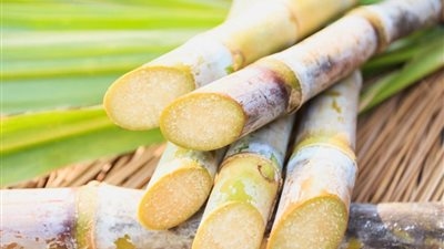 قصب السكر يعود بقوة.. هل تحقق مصر الاكتفاء الذاتي أخيرًا