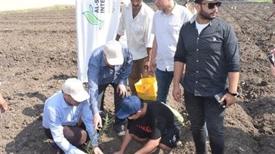 زراعة 1000 شتلة زيتون بكلية الزراعة جامعة بنها