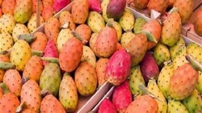 فاكهة الفقراء.. رحلة التين الشوكي من شوارع القاهرة إلى مختبرات العالم