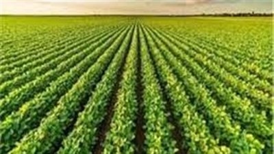 "الزراعة في كل مصر".. جهود ميدانية لحماية الغذاء ودعم التنمية الزراعية