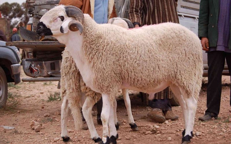 تعليمات رسمية بمنع جميع الأنشطة والمظاهر المُرتبطة بعيد الأضحى