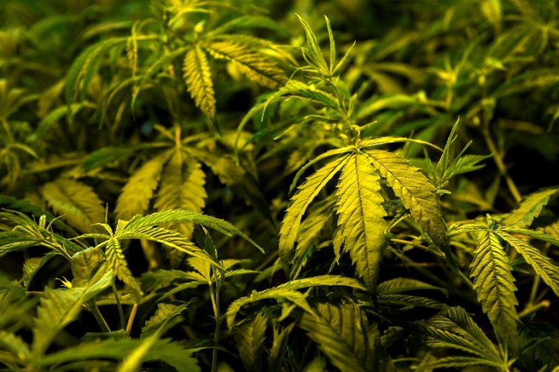 Thailand cracks down on illegal cannabis products