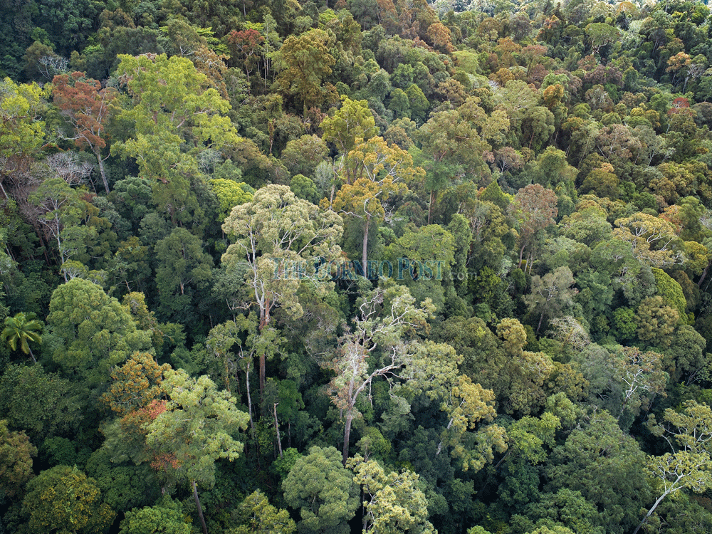 Premier to plant 50 millionth tree at state-level International Day of Forests 2025