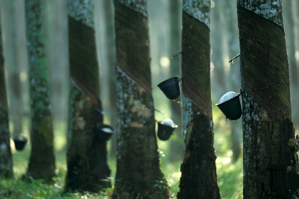 MRB activates May rubber incentives for Sabah and Sarawak