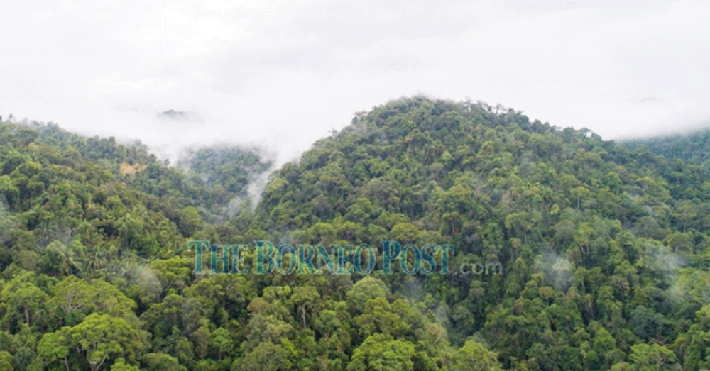 Sarawak maintains 7.65 mln ha of forest cover, says Deputy Premier