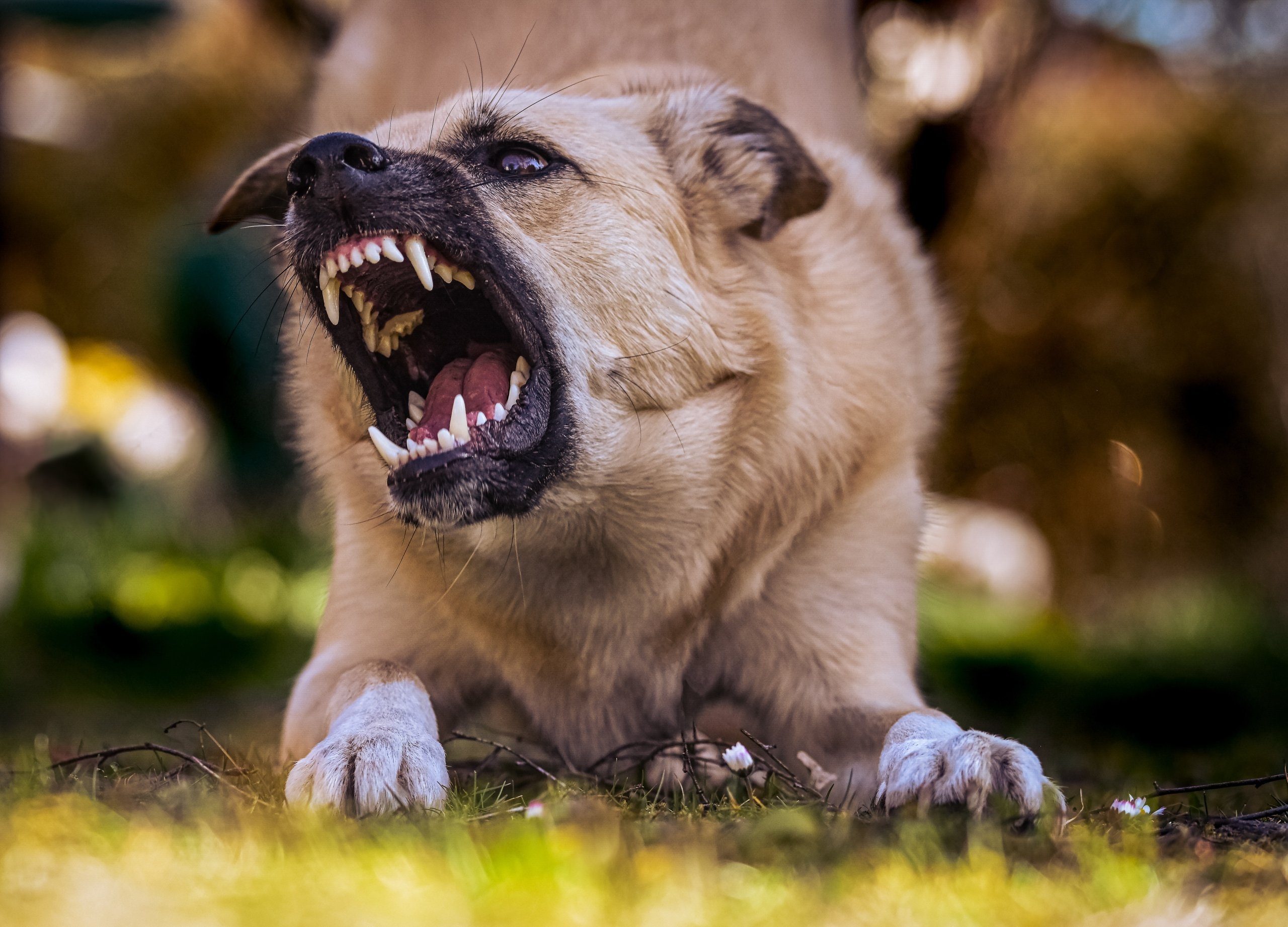 Wee: Stray dog tests positive for rabies in Tubau, Bintulu