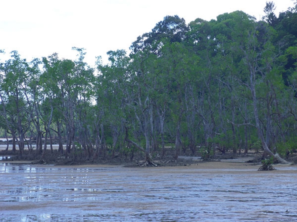 Len Talif: Mangrove licence holders statewide will need Permit to Enter Coupe before beginning operations
