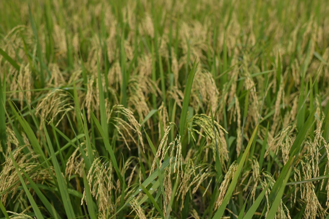 Set clear roadmap to boost rice self-sufficiency, rep tells S'wak govt
