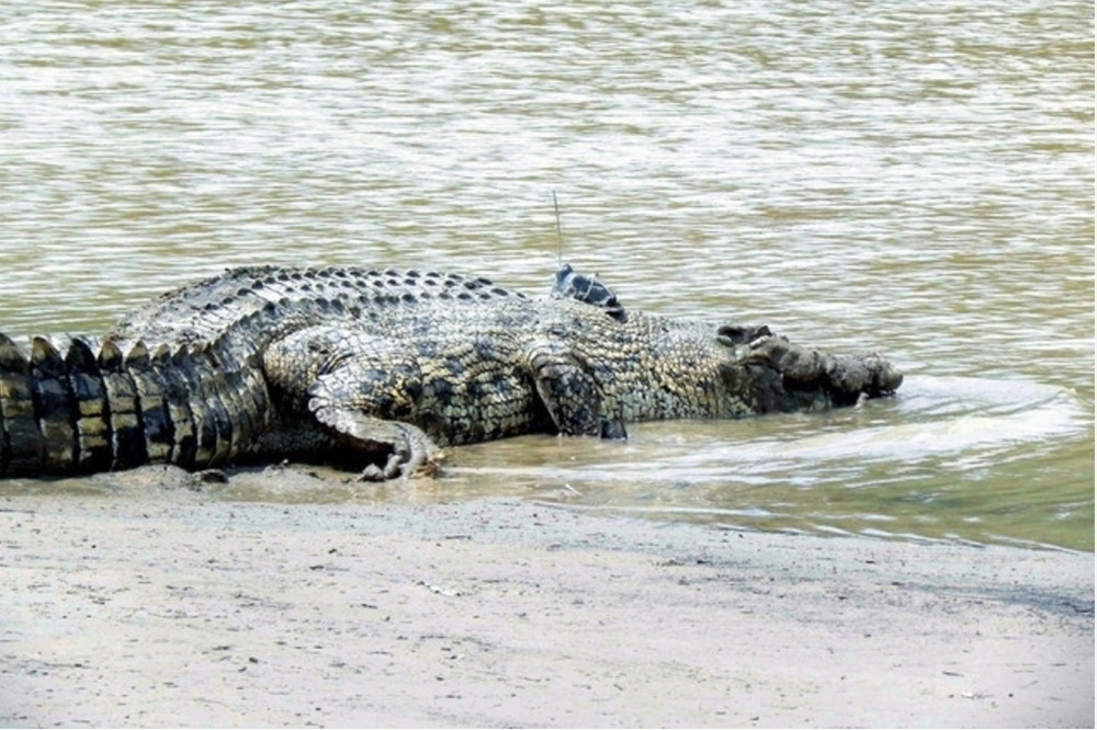 SFC says SWAT team promptly deployed to Limbang village following croc attack, dismisses claims govt indifferent