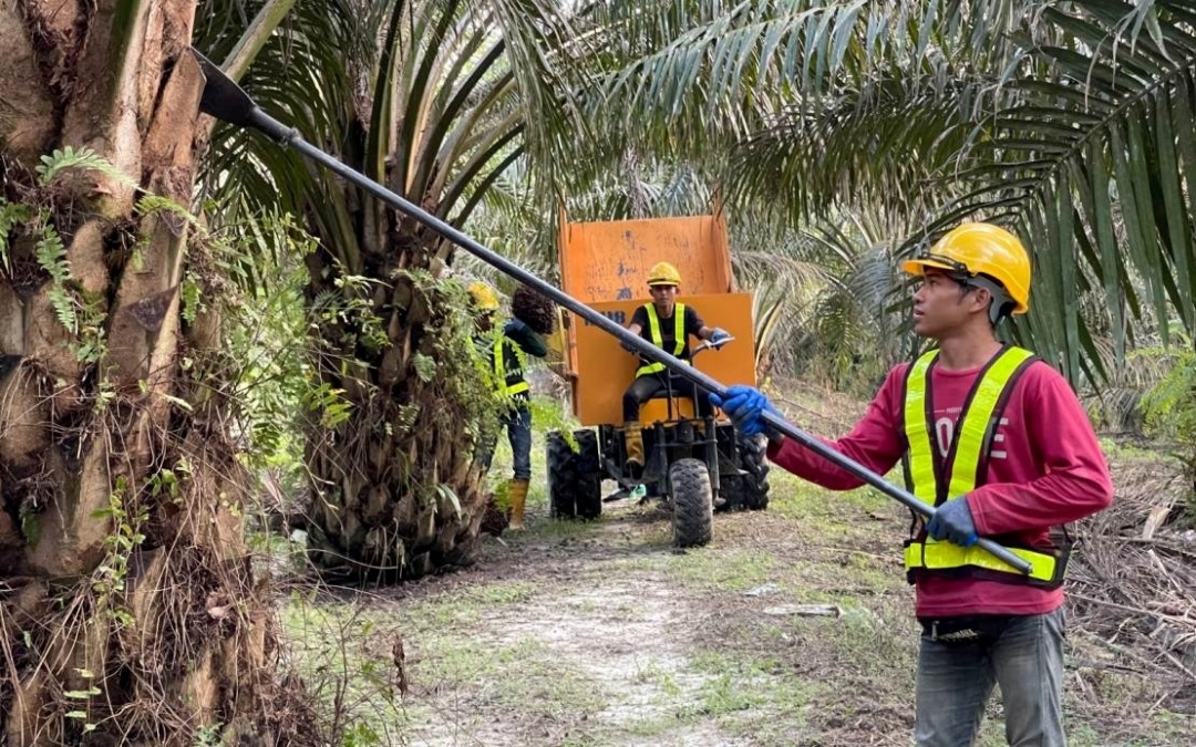 Doppa demands ‘no risk' exemption from EU for indigenous Dayak palm oil farmers
