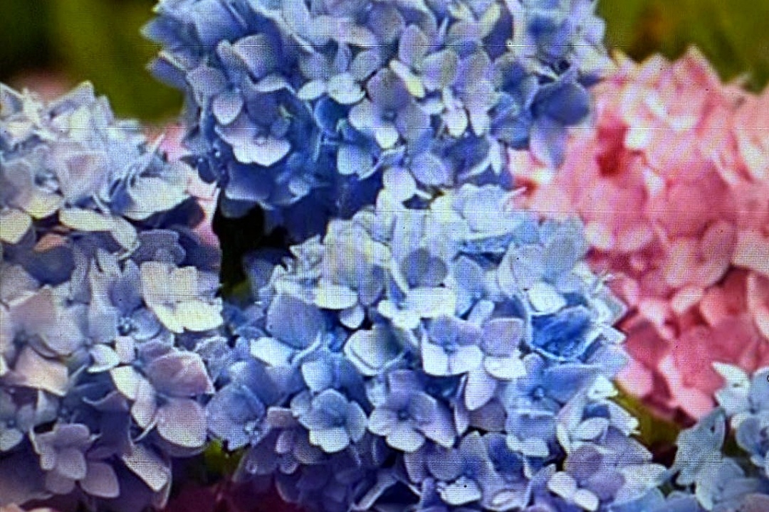 Charming hydrangeas in a home garden