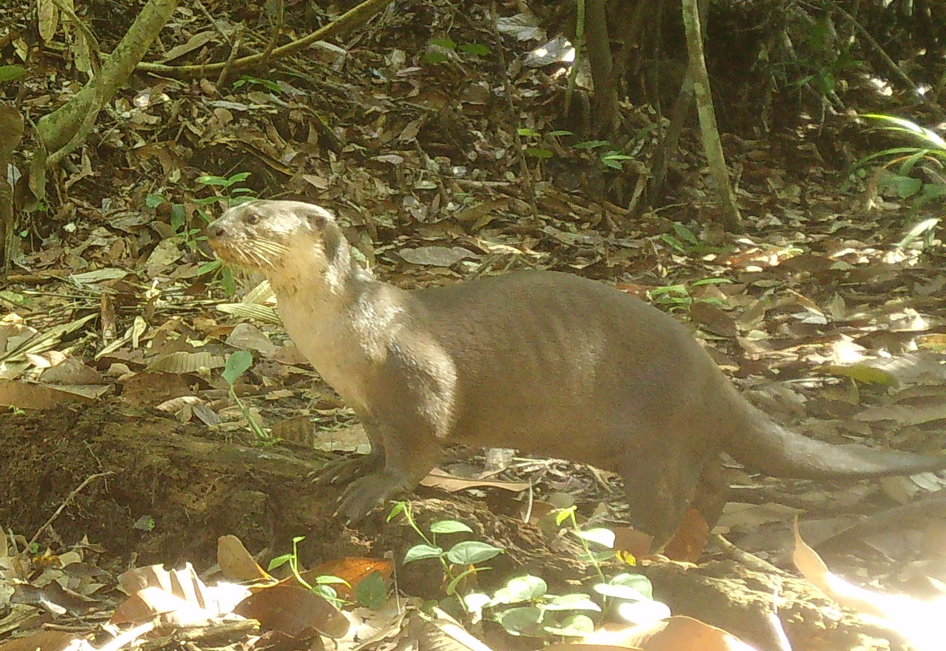Eurasian Otter rediscovered in Sabah