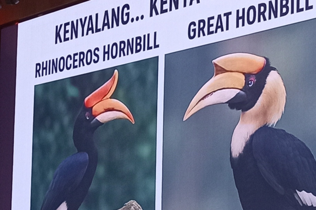 ‘Not our kenyalang': Affin Bank slammed for mistaking Sarawak's iconic hornbill