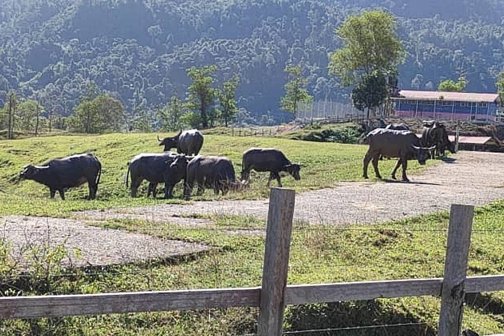 Sarawak's first mozzarella cheese plant in Merapok set to start production this August