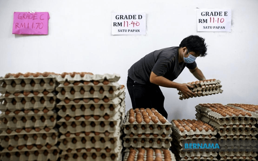 Subsidy removal: Slight increase in egg prices expected, but not drastic for companies