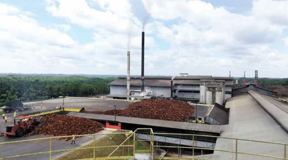 Ta Ann's 1QFY25 hurt by timber losses