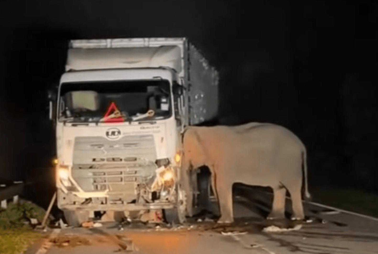 Elephant death prompts wildlife protection plea for Pan Borneo Highway