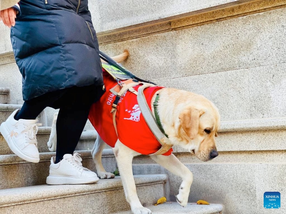 Chinese guide dogs help visually impaired individuals secure easier living