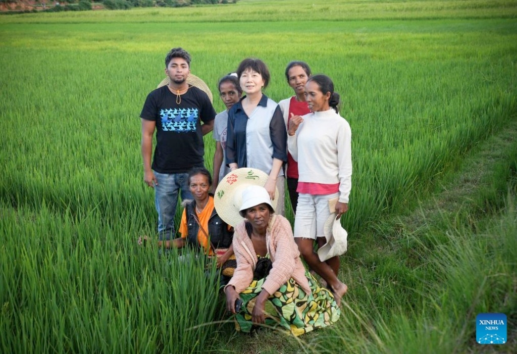 Chinese hybrid rice boosts food security in Madagascar