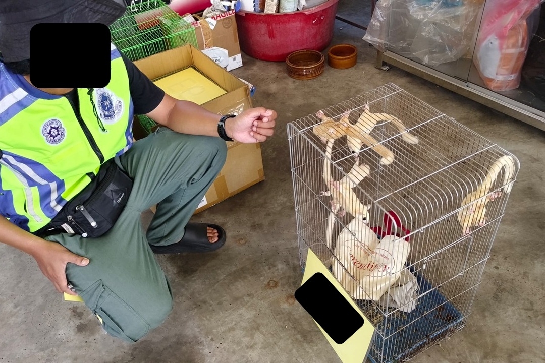 GOF Sarawak seizes RM6.82 mln in contraband, wildlife during ops in Sibu, Bau