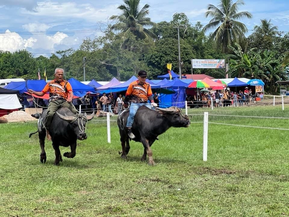 Pesta Babulang returns to Batu Danau for 20th edition this July