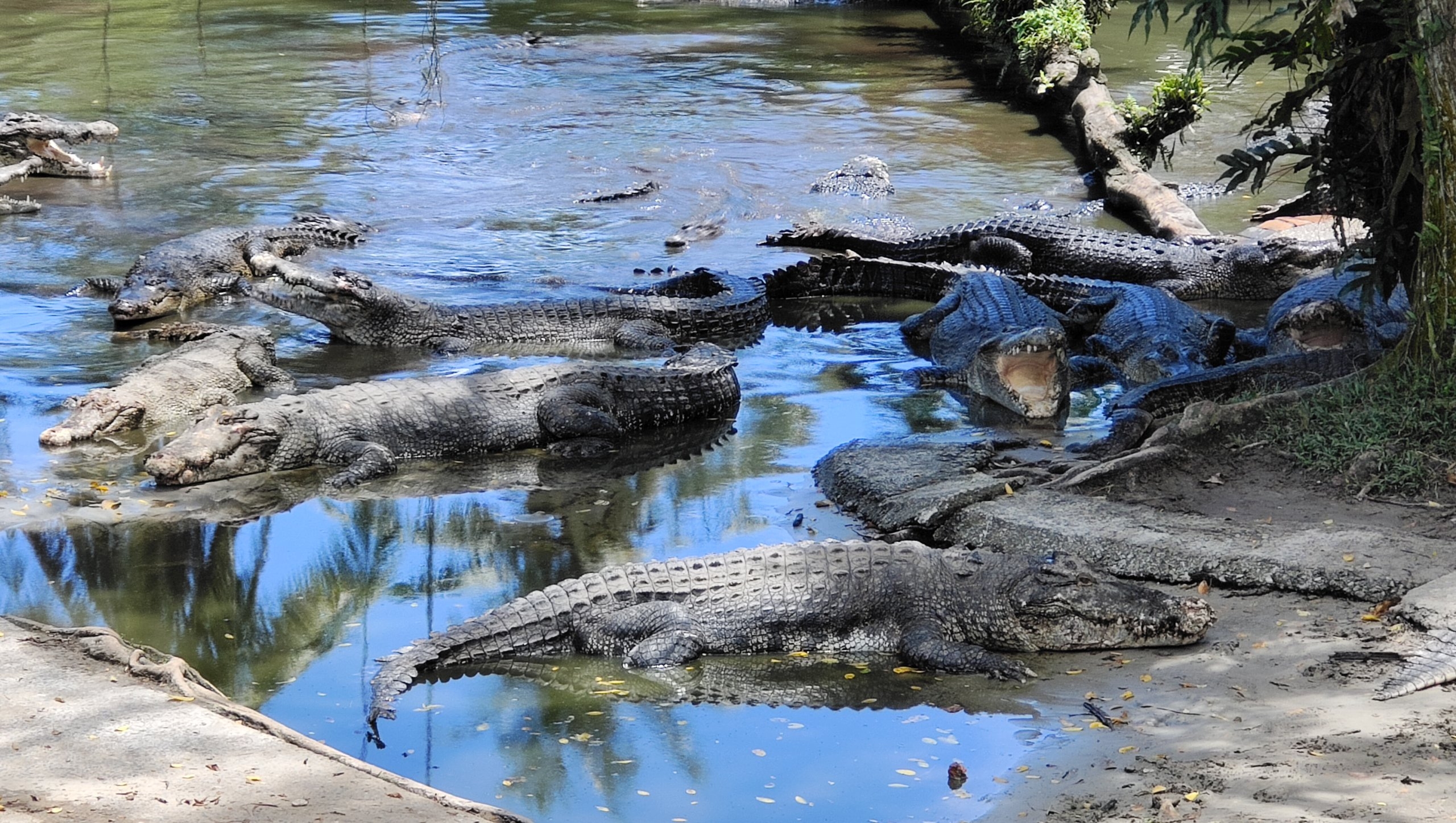 Miri crocodile farm, mini zoo offers thrilling wildlife encounters