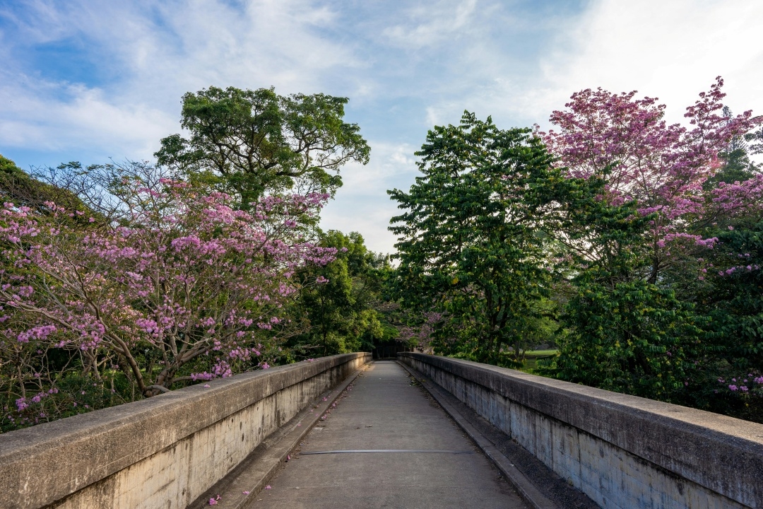 Having more wayside trees benefits urban environment