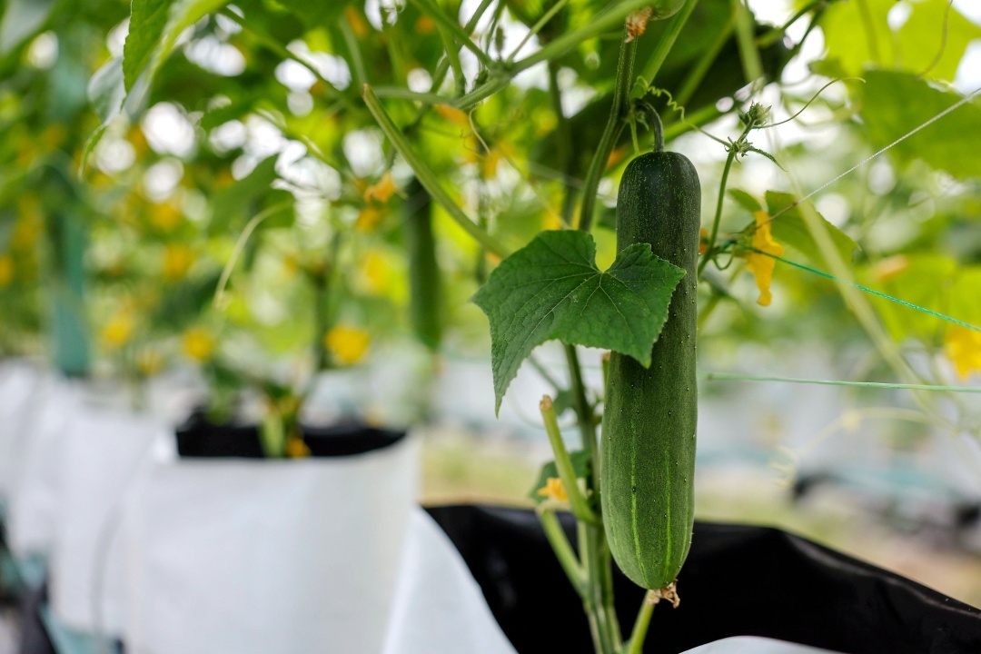 Reaping success via fertigation system