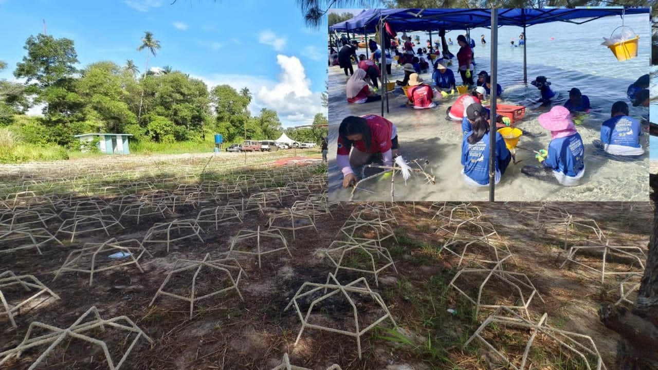 Largest coral fragment planting to enter Malaysia Book of Records
