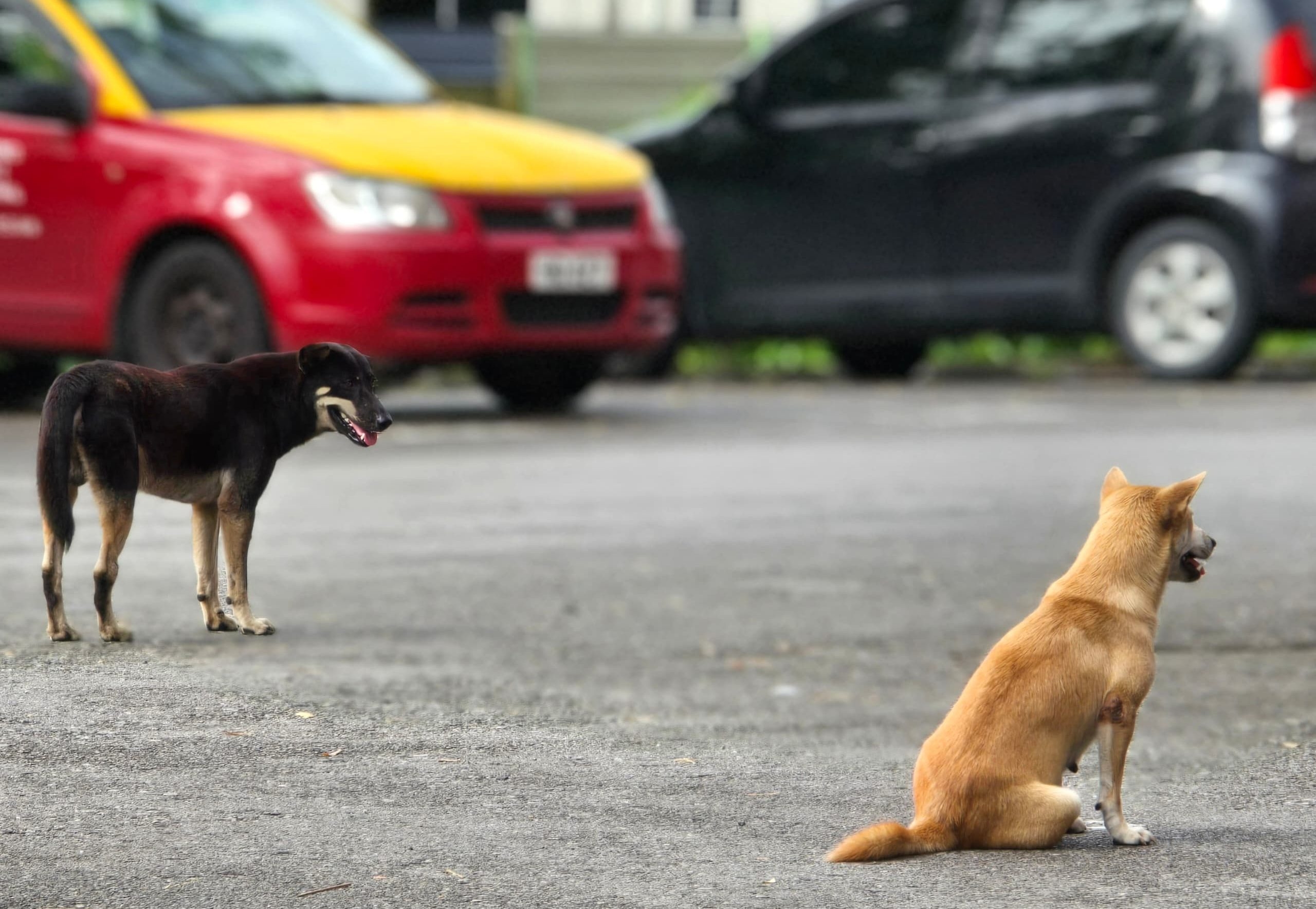 SMC chairman raises alarm over surge in dog bite cases in Sibu