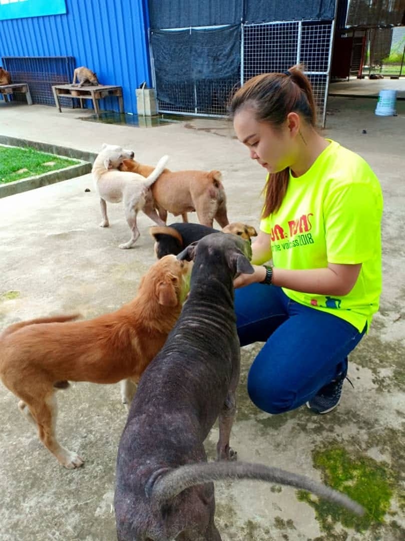 Sandakan dog shelter at breaking point