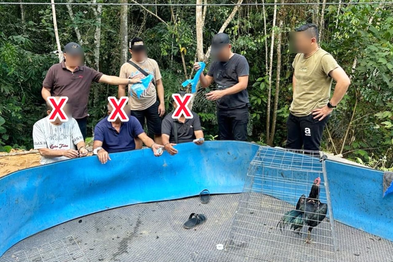 Three senior citizens nabbed in Penampang for illegal cockfighting, gambling
