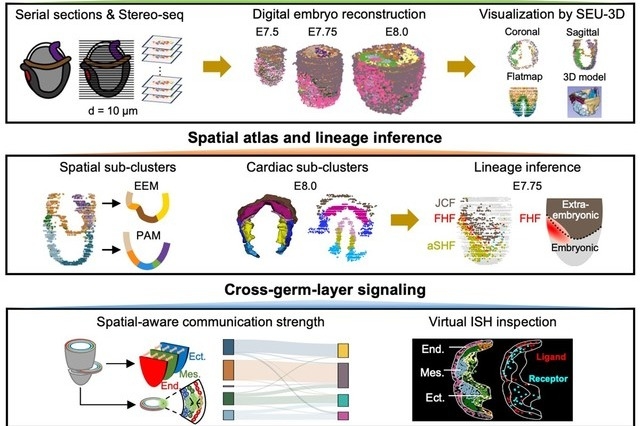 Chinese researchers uncover key mechanism triggering organ formation in embryos