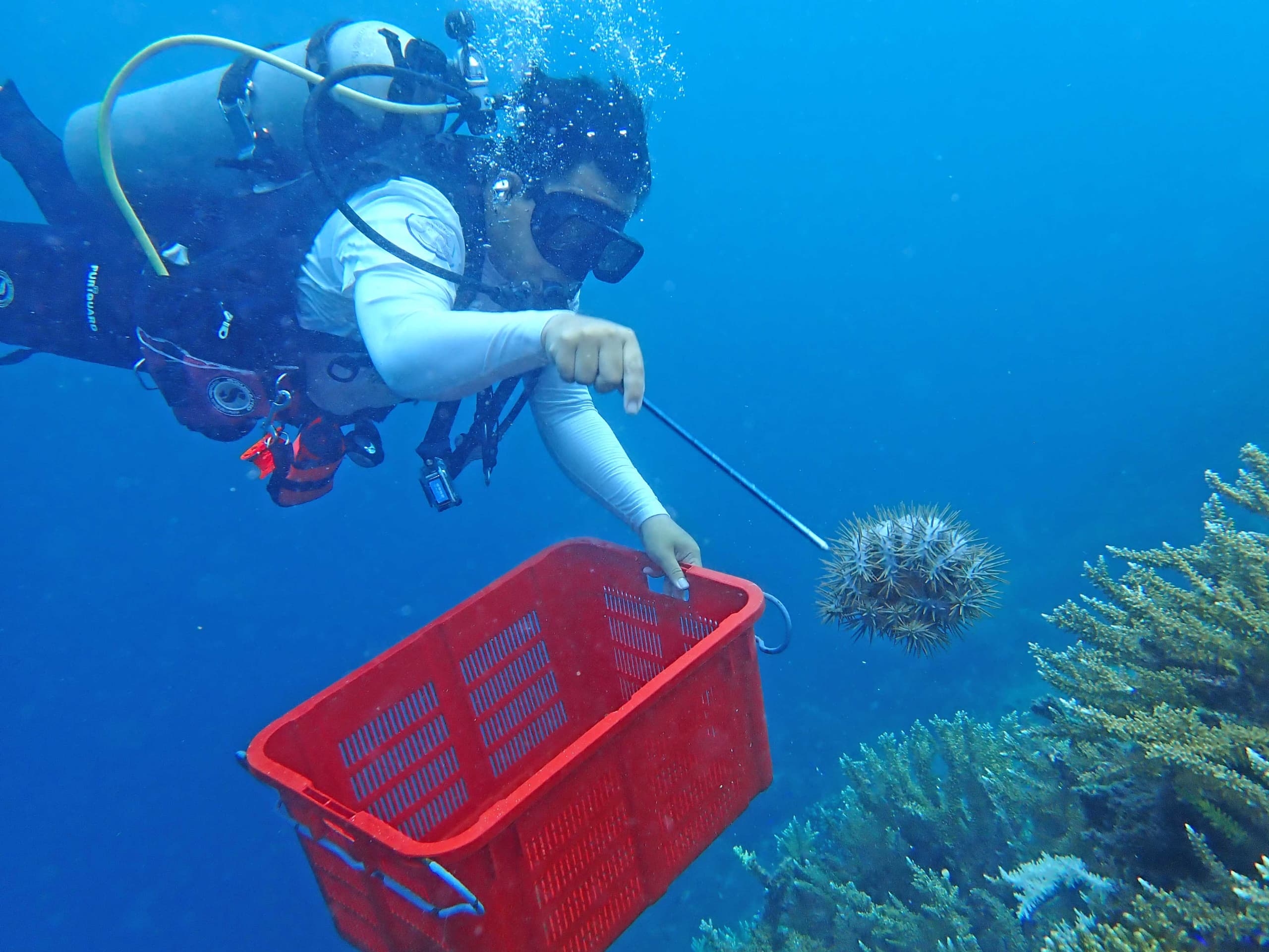 Coral-eating starfish removed amid outbreak in Semporna