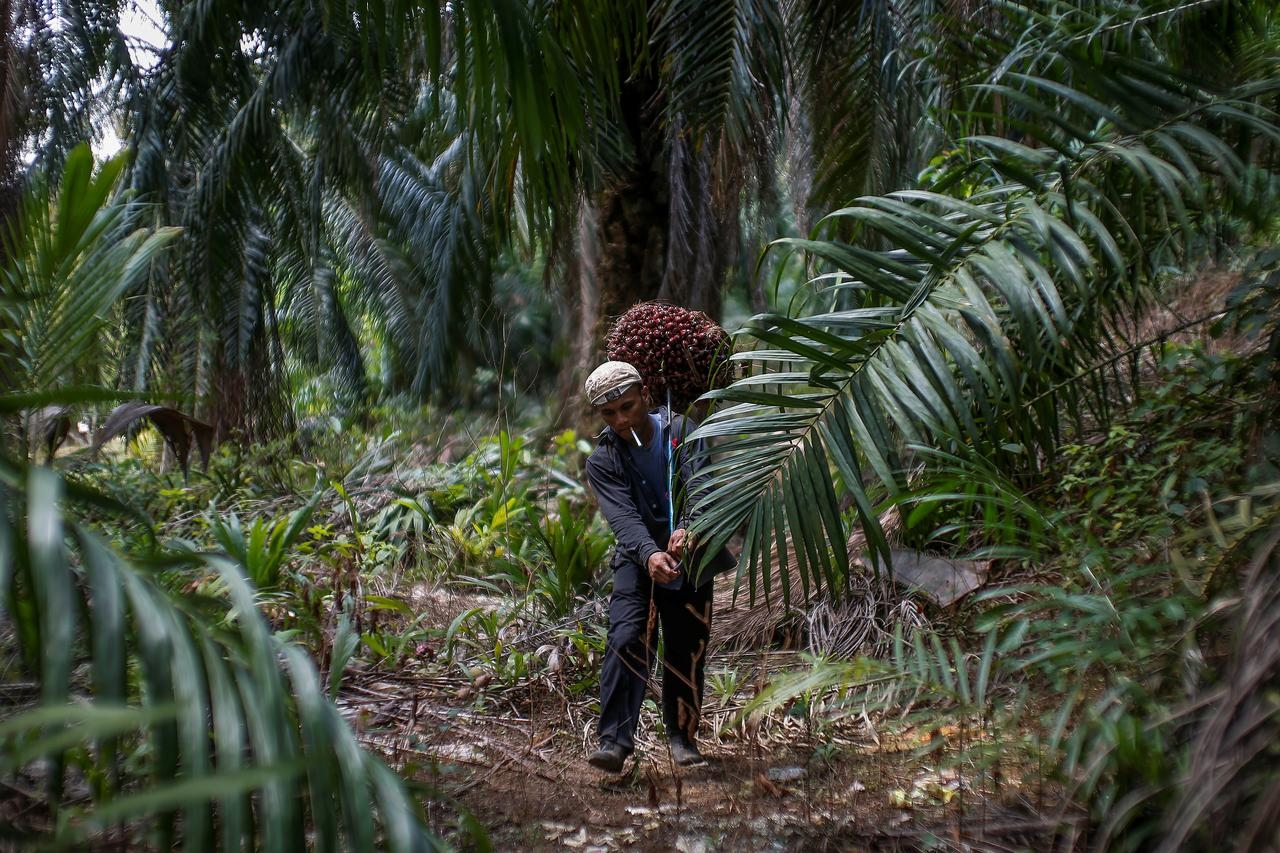 Analysis: SST could cut plantation earnings by up to 11 pct annually