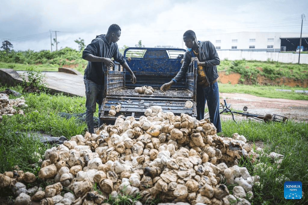 Chinese company helps Cote d'Ivoire transform ‘white gold' into prosperity