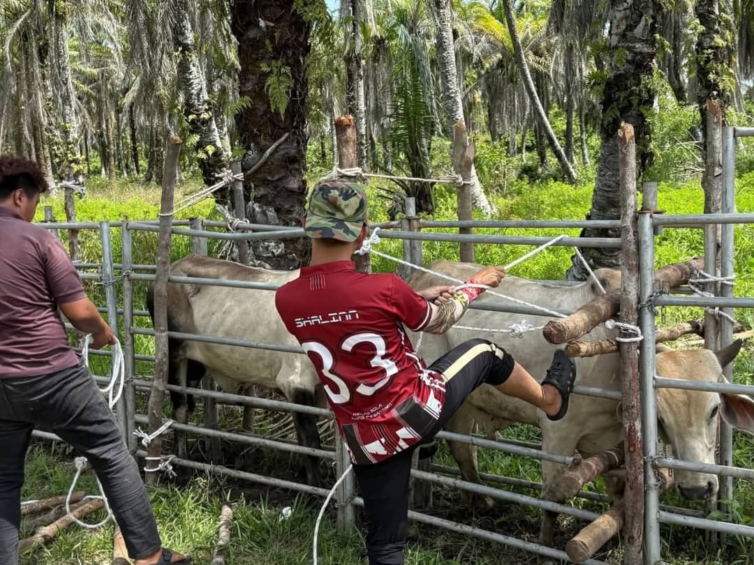 Deputy Minister distributes 18 cows for Aidiladha to villages in Samarahan