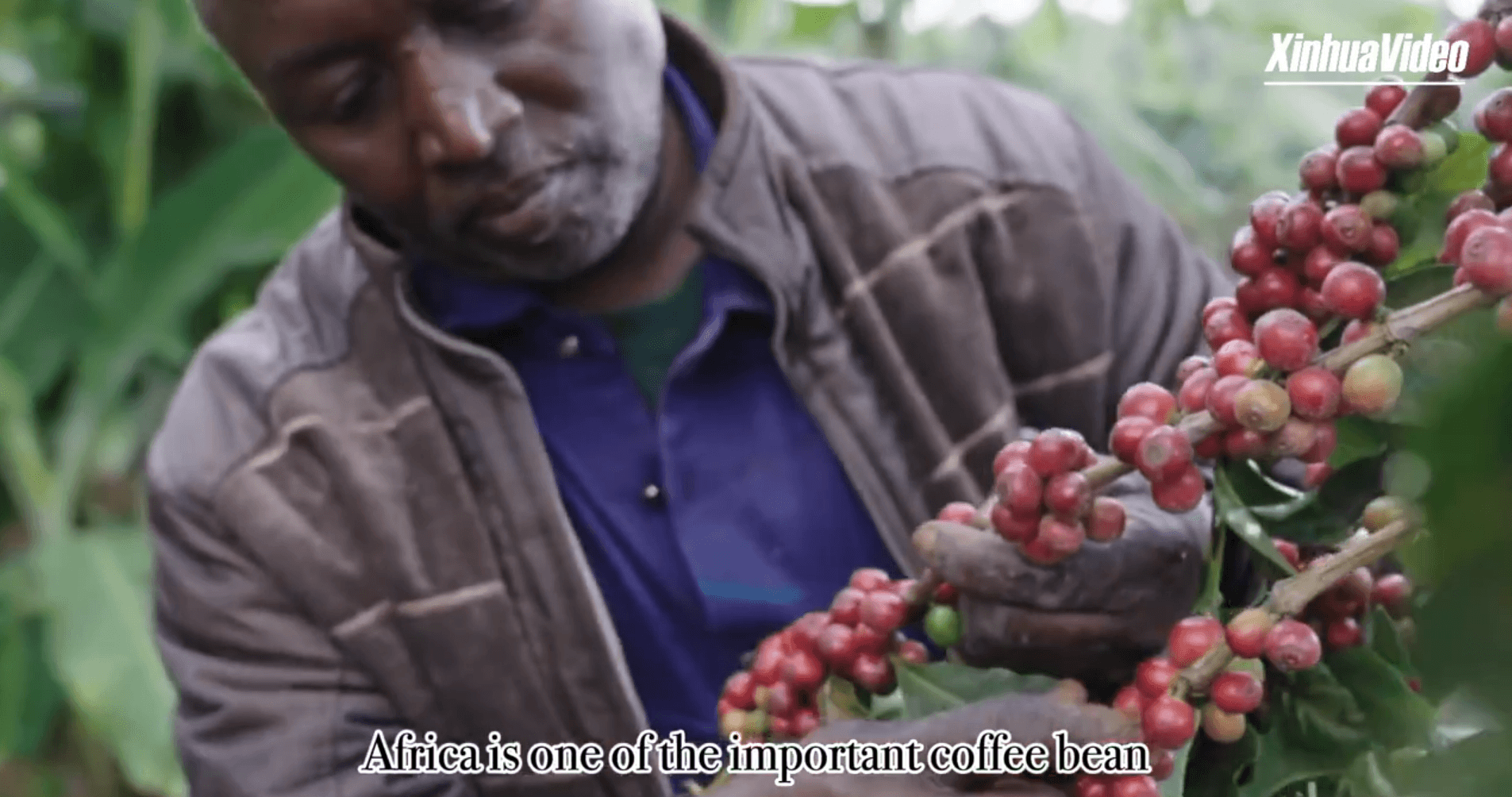 The journey of the coffee bean: From birthplace in Africa to global empowerment