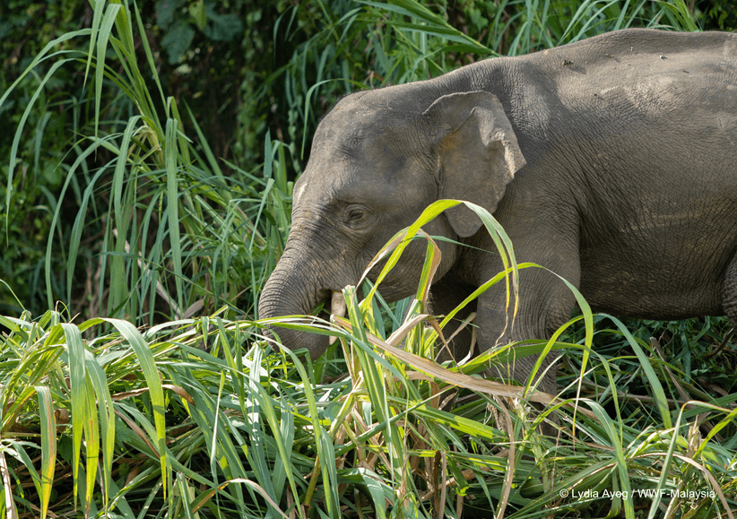 Paving way for progress – Balancing development with conservation in Sabah's road networks