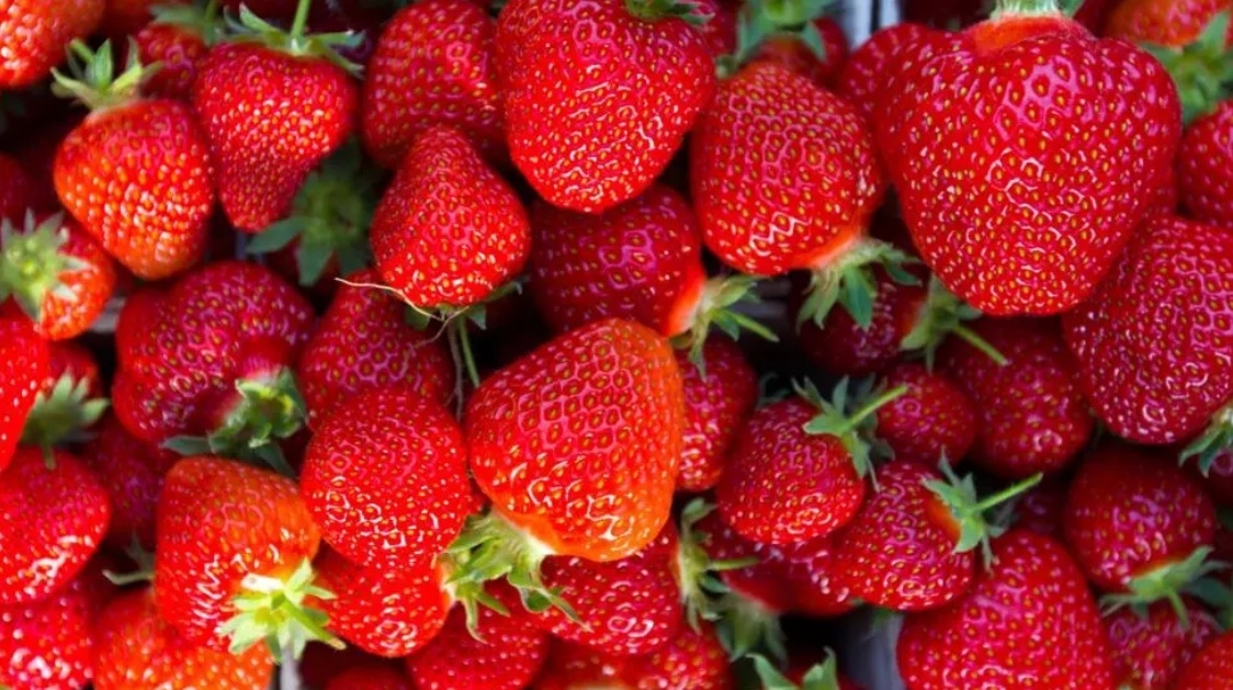 UK's sunniest spring yields unusually sweet strawberries