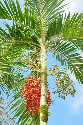 Sabah Forestry Dept gets grant to save endangered trees