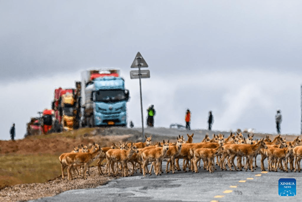 Smart traffic lights safeguard Tibetan antelope migration