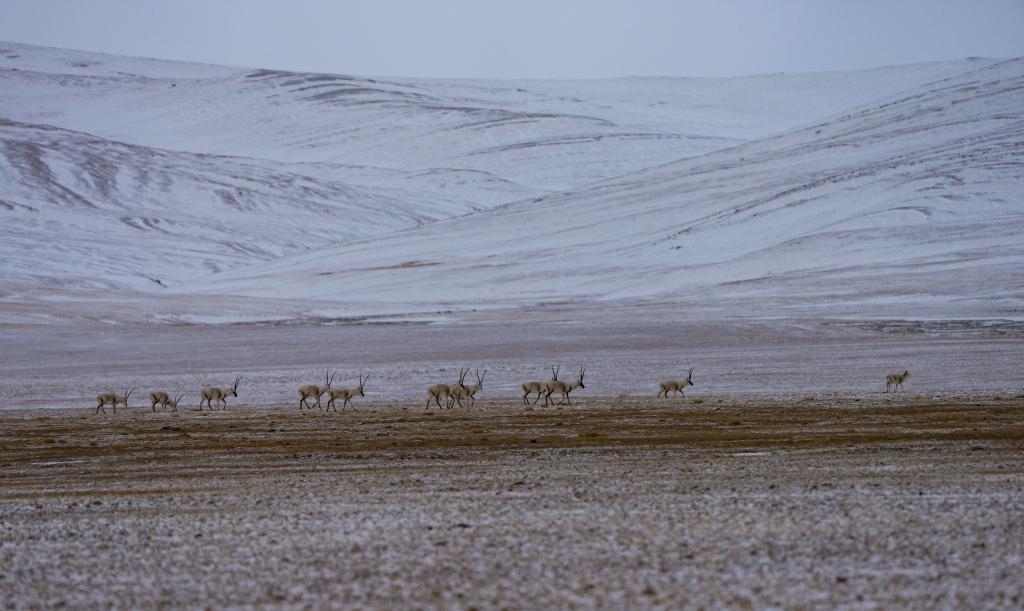 Xizang ramps up plateau ecosystem preservation
