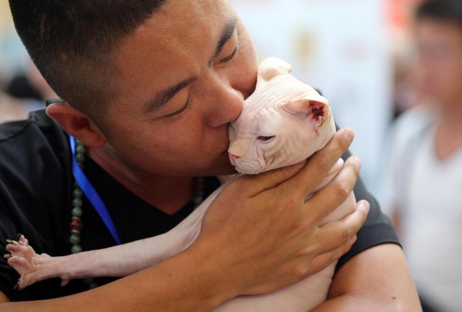 China's pet funeral industry booms as owners seek dignified farewells