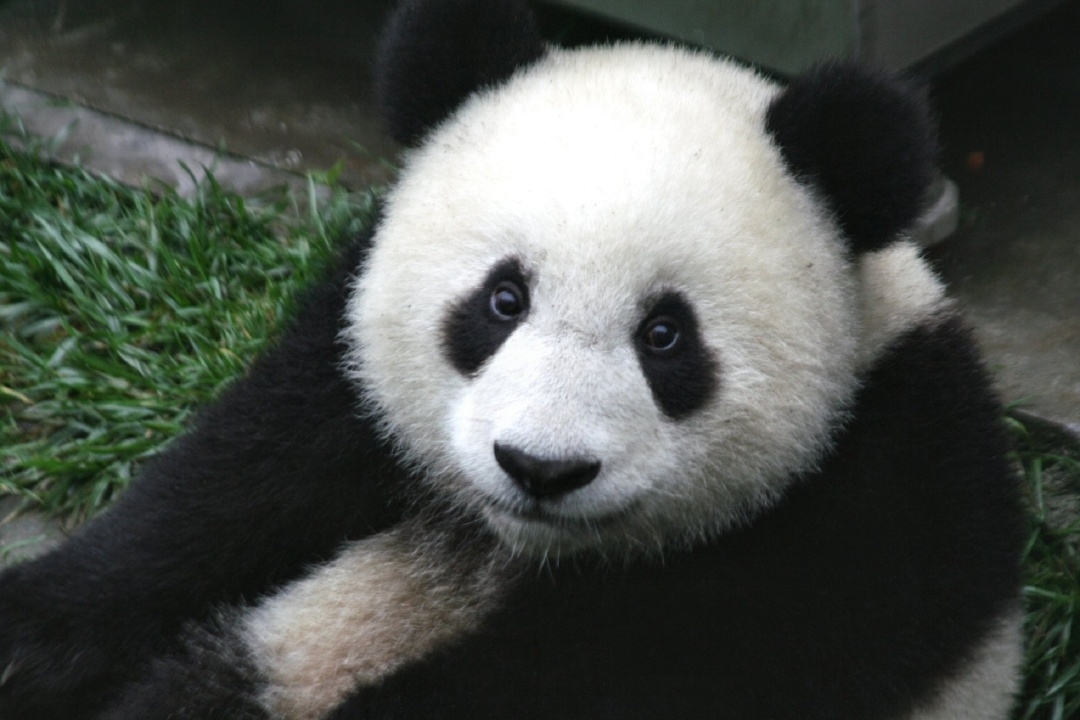 Giant pandas: Cute and cuddly, or at their best in the wild?