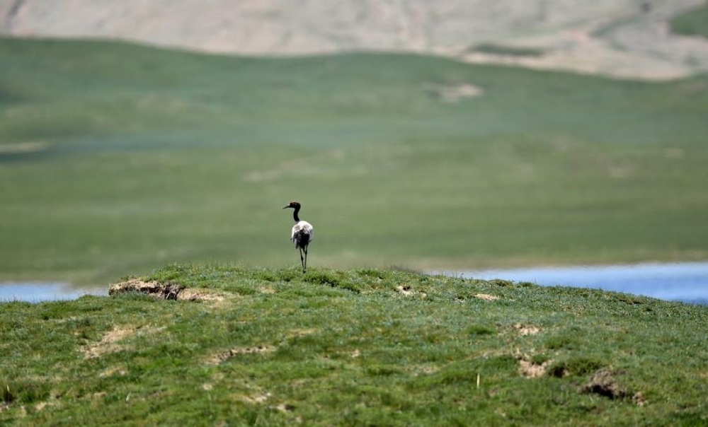 Black-necked cranes rebound as China boosts biodiversity efforts